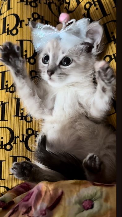 Сямиский мушукча срочна сотилади