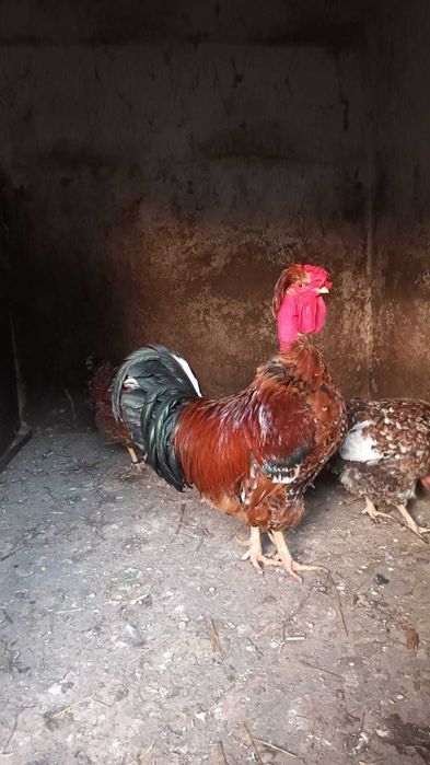 Pereche motate portelan gat golas