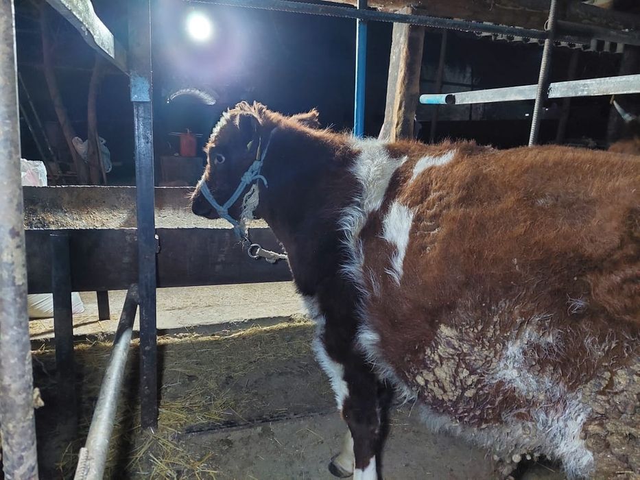 Буха бык бордахы