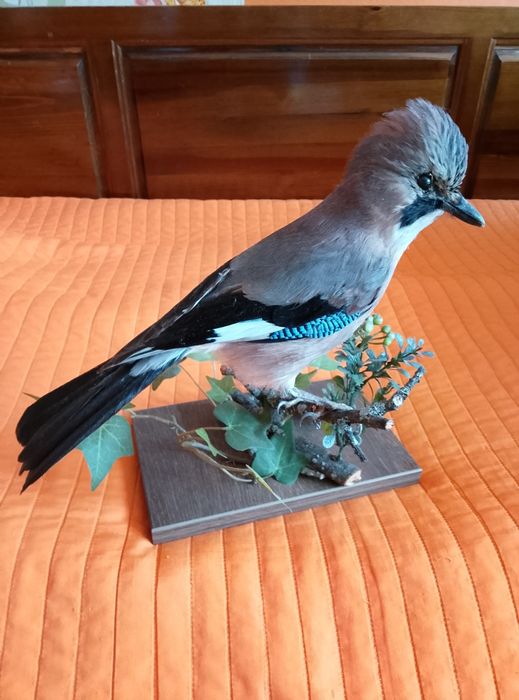 Препарирана Сойка