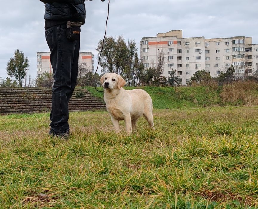 Labrador Retriever felema galbena