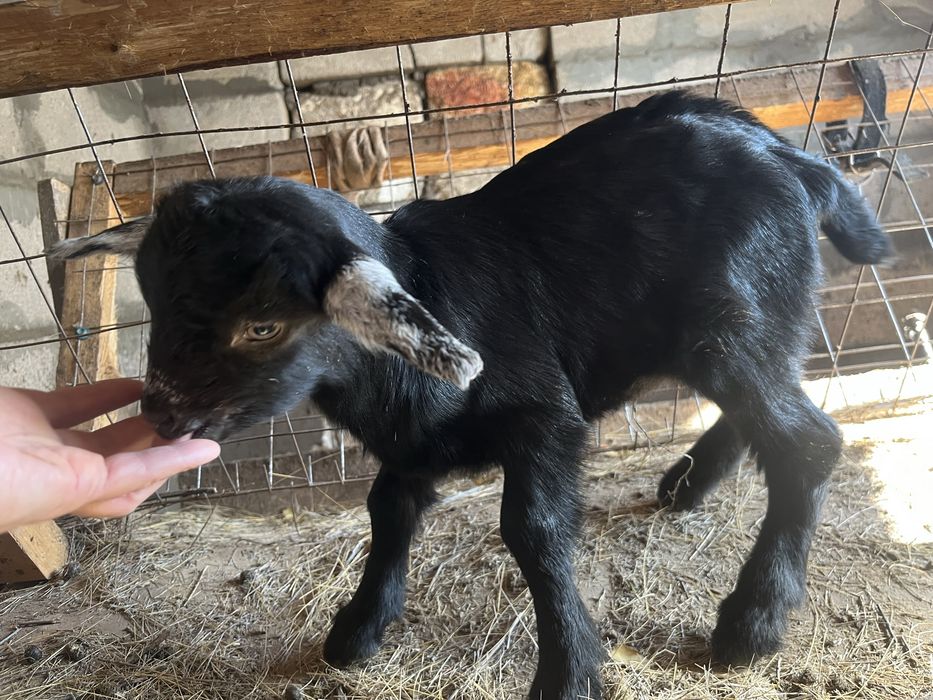 Продам козленкаа