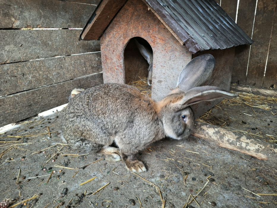 Uriaș german ptr tăiat.