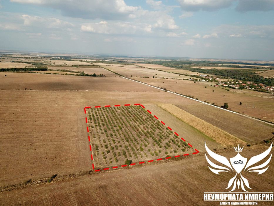 Продавам земя 24.5 декара засята със сливови дръвчета в с.Нови Извор