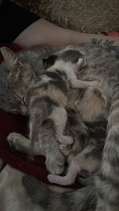 Отдам котят в добрые руки
