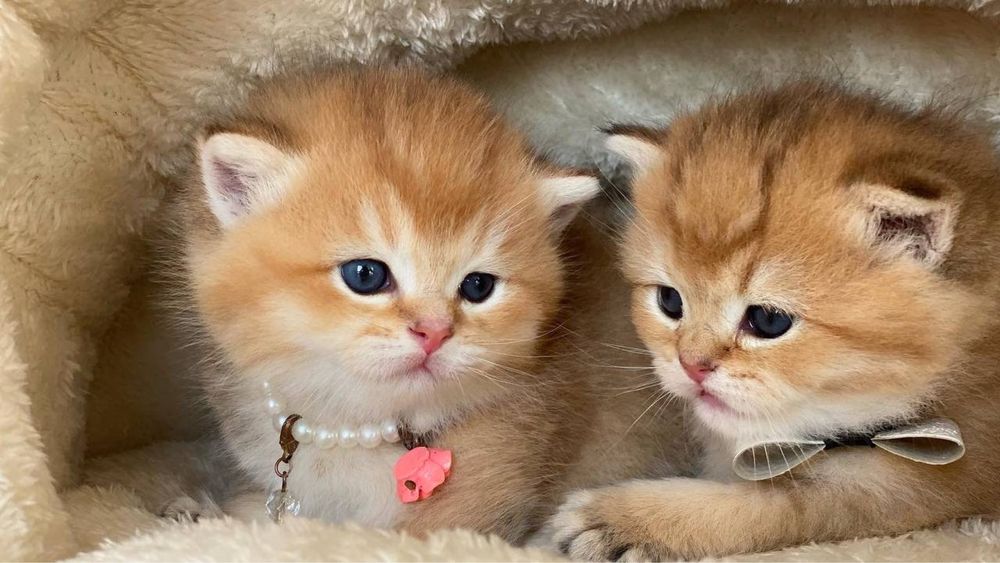 Золотая шиншилла! Чистокровные Британцы