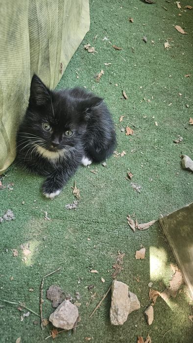 Котята. Коты. Кошки. Дети кошки