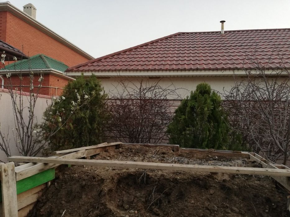 Туя талдары 10 жылдық