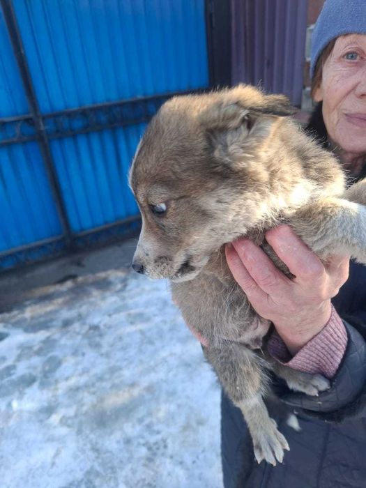 Отдам щеков в добрые руки