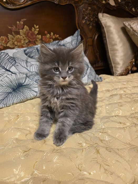 Мейн куун котета