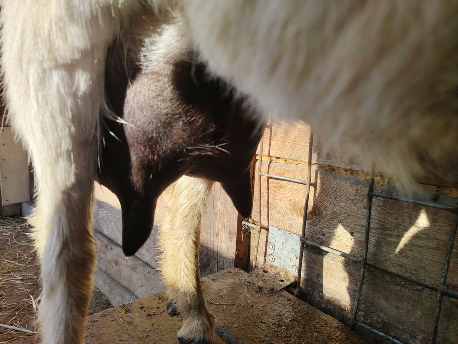 Продам дойную козу