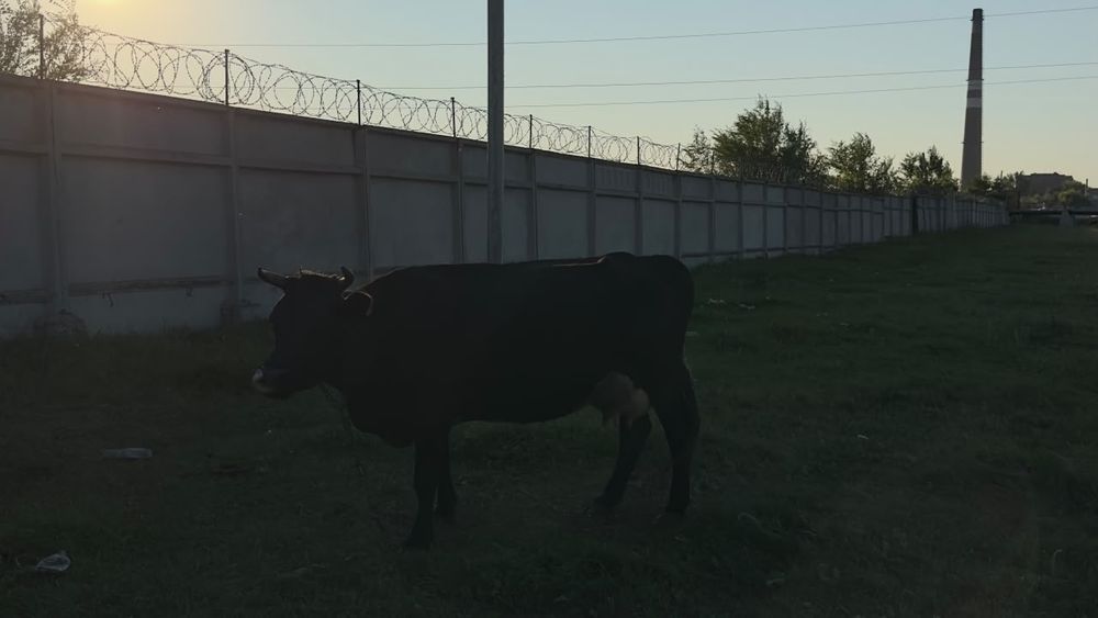 Продам дойную корову