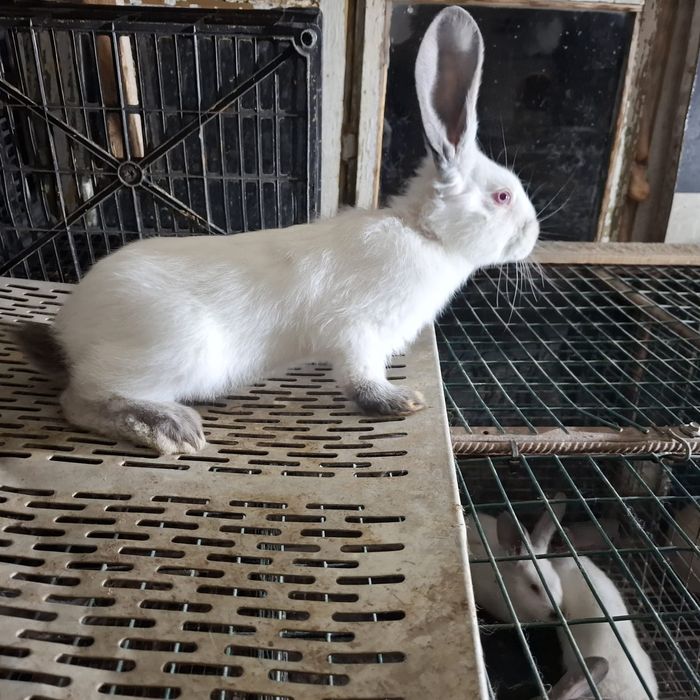 Vând masculi (pui) Uriaş de Transilvania