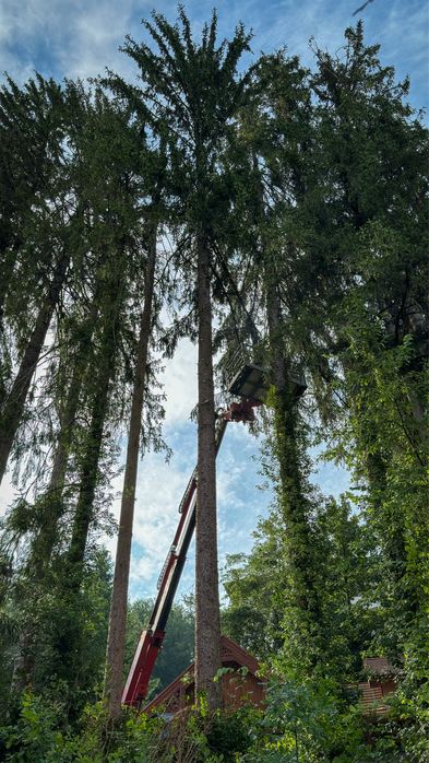 Taiere profesional a Arborilor Copaci Pomi Miercurea Ciuc Harghita