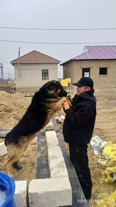 Овчарка Сатылады Срочно