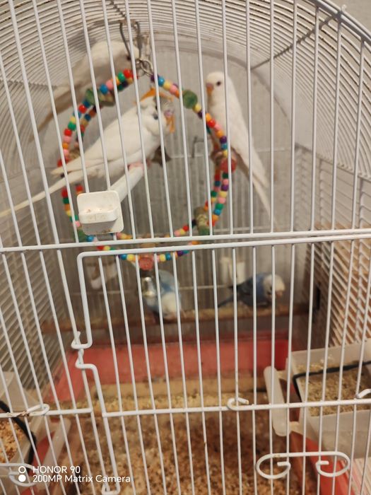 Papagali peruși tineri