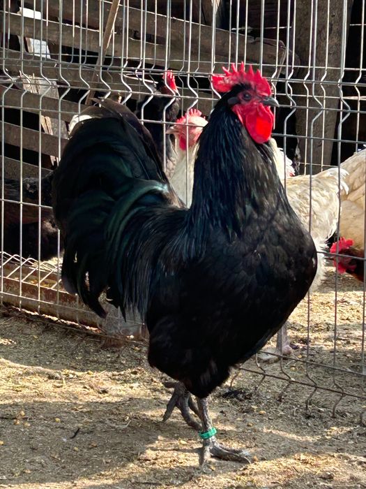 Gaini Australorp