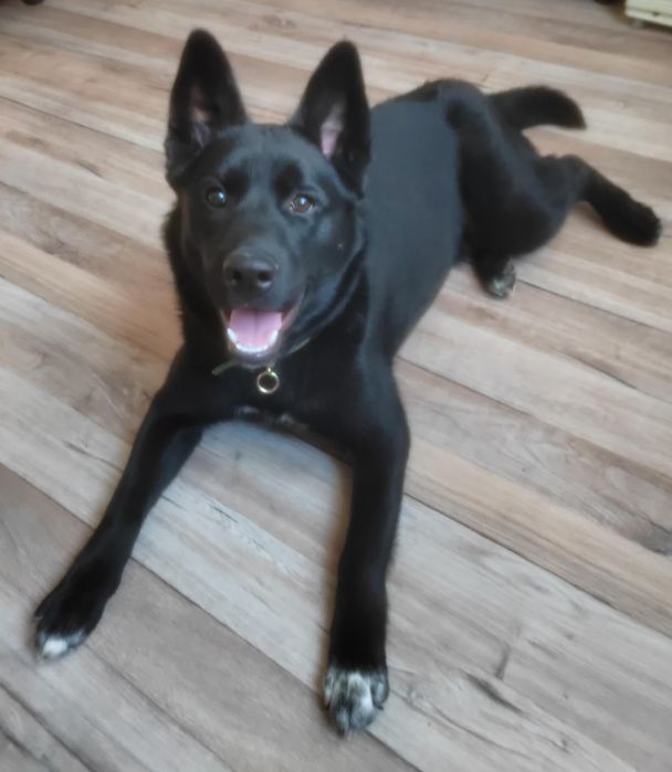 Отдам в хорошие руки