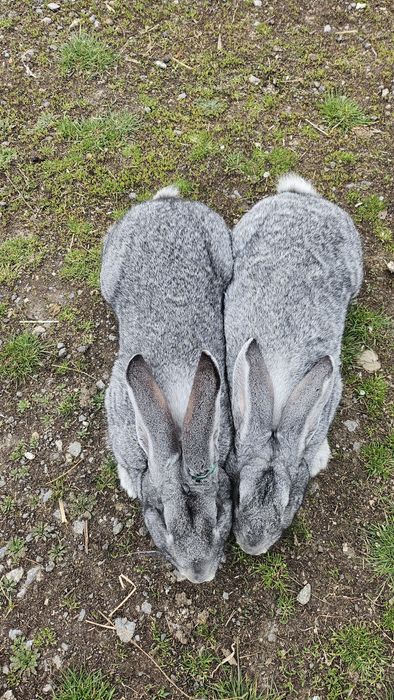 Vând o pereche de uriaș german gri