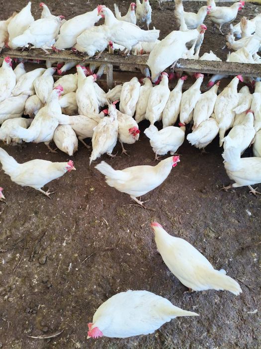 Продавам кокошки носачки