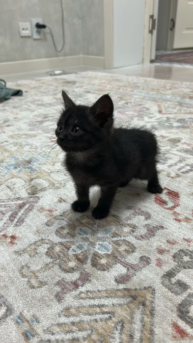 Котенок отдам в добрые руки