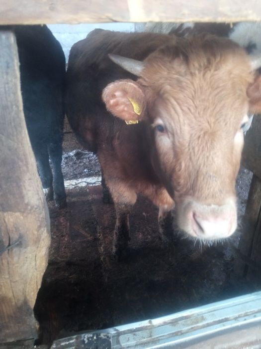 Продам две телочки