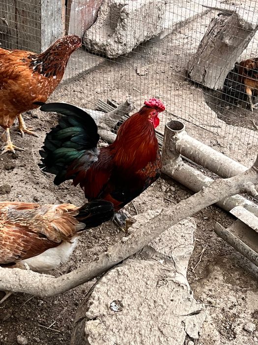 Хуроз Японча домашний