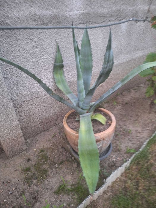 Aloe Vera(Agave americane)