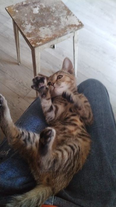 Отдам котёнка девочку в хорошие руки