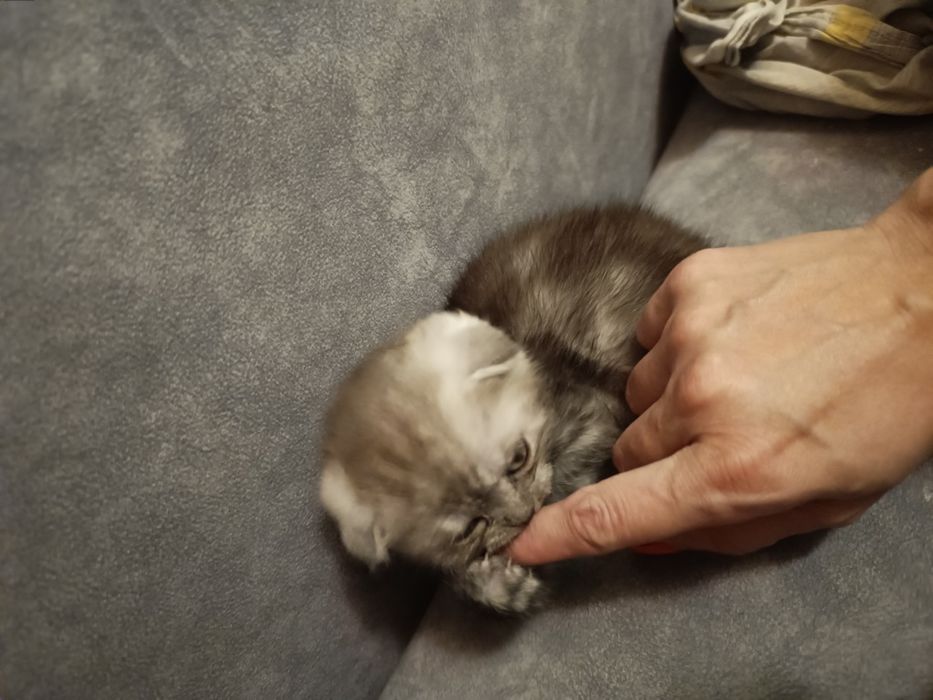 Продам Скоттиш Страйт