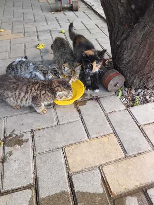 Котята бесплатно
