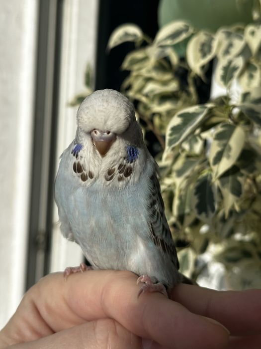 Выставочный попугай Чех