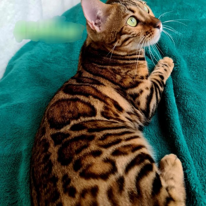 Бенгалы лучшие из лучших