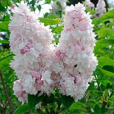 Сирень Красавица Москвы