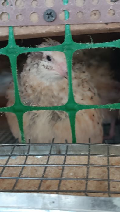 Бөдене, перепелки, 2 -3 айлық