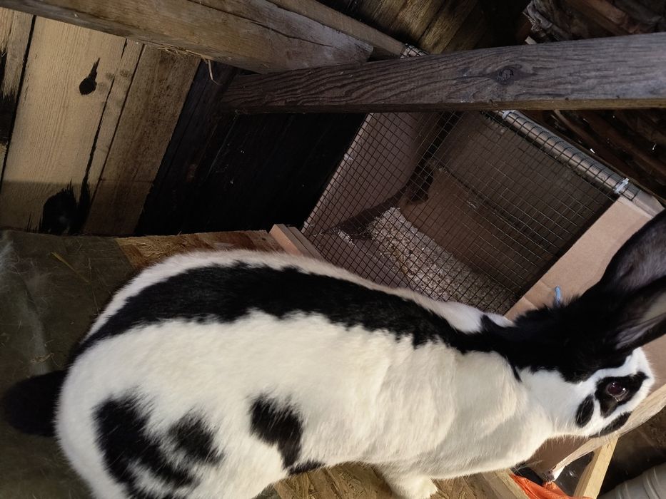 Femela Fluture German Pestriț Alb Negru si pui janeti si alb negru