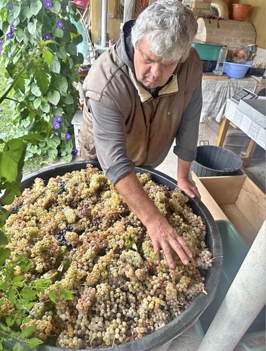 Struguri de vin