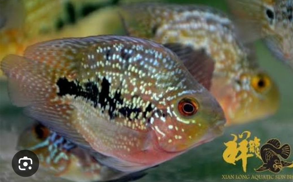 Kingkong parrot papugay baliq bolalari