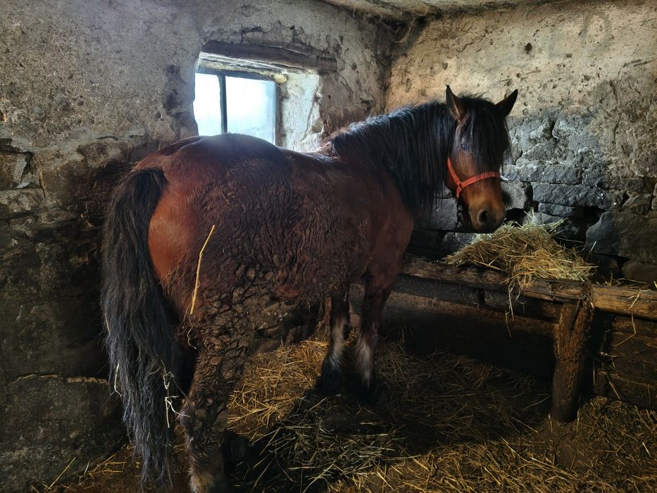 Vând iapă de 5 ani