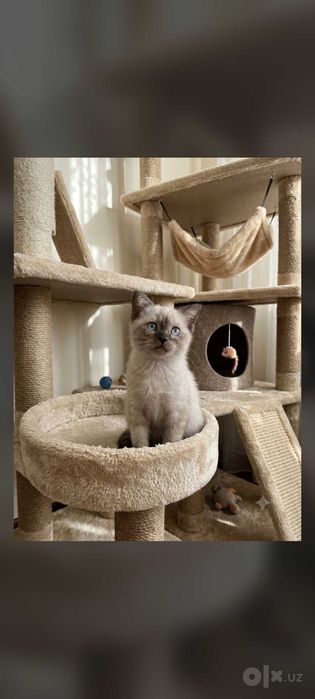 Котята породы сиамские