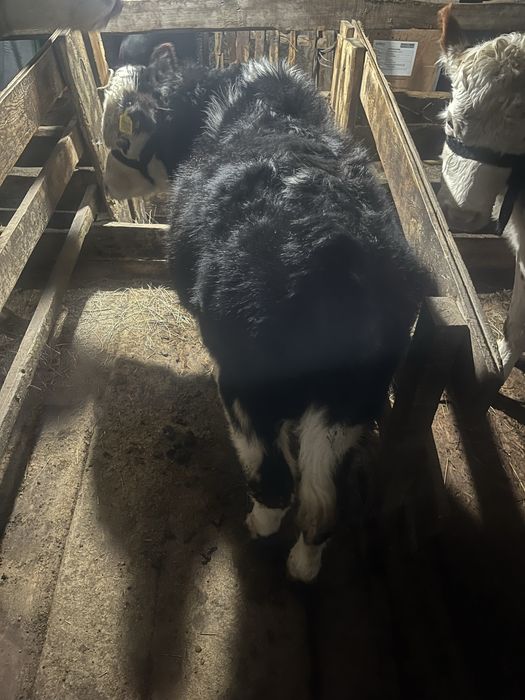 Продается бычок 8 месячный