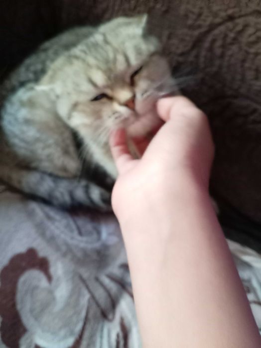 Котенок мальчик, ищет хозяинов