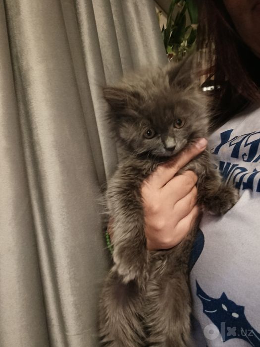 Продаю котенка  девочка