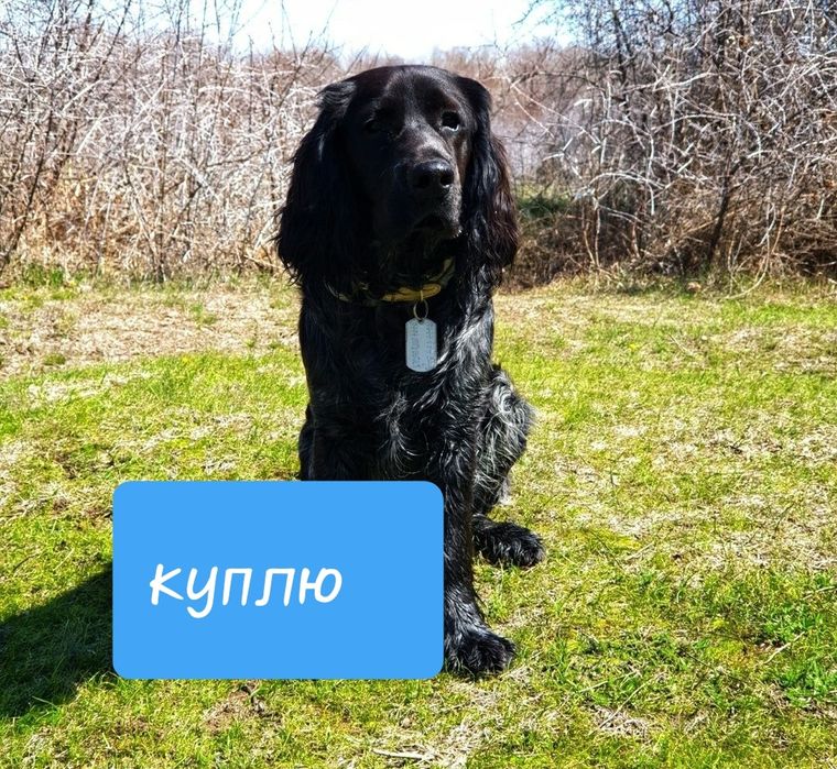 Спаниель еркек/кабель