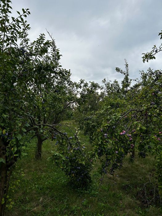 Prune Anna Späth