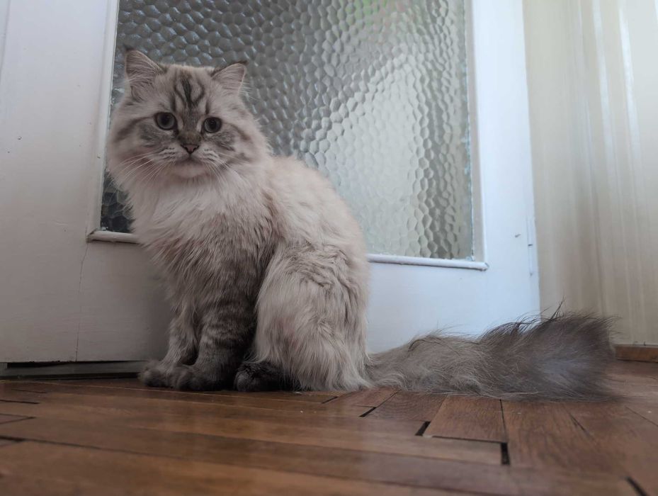 Мъжки котарак за Разплод