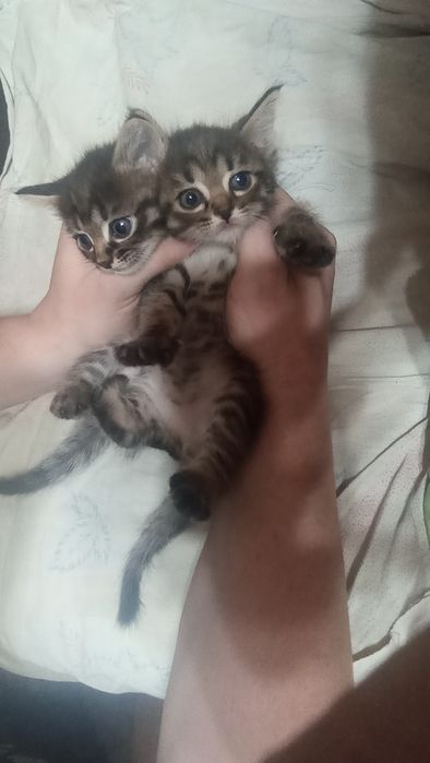 Отдам в добрые руки котят