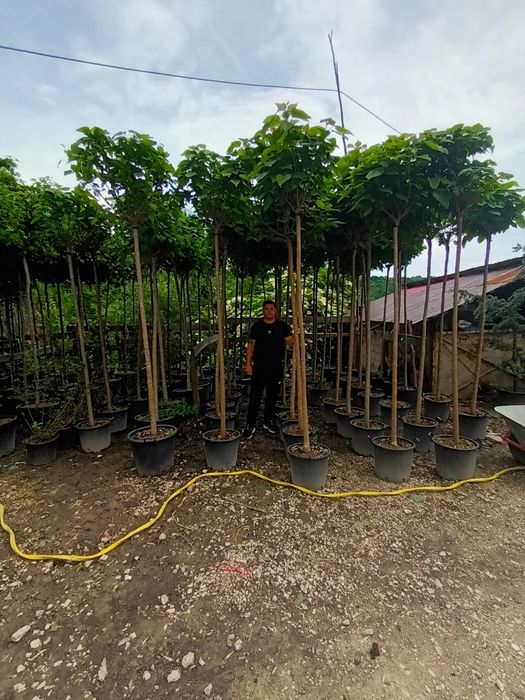 Vând catalpa globulară
