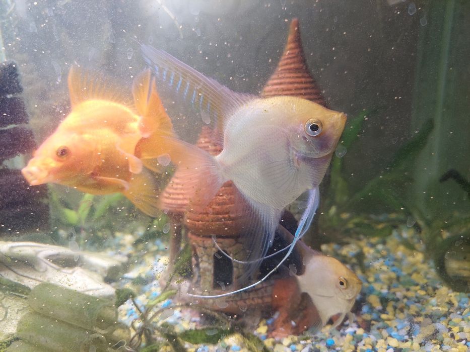 Продаётся аквариум с рыбками