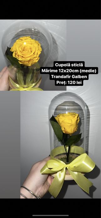 Trandafir criogenat in cupola de sticla